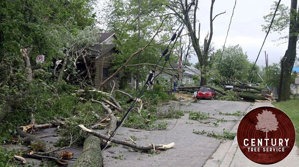 Century Tree Service