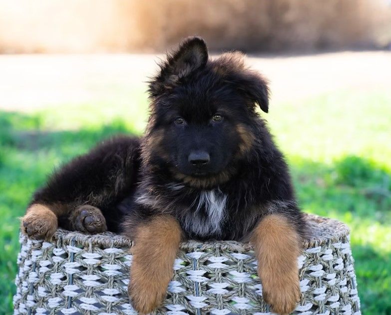 Royal Tribes K9