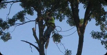 Mathias Precision Tree Service