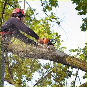 Liverpool Tree Surgeons