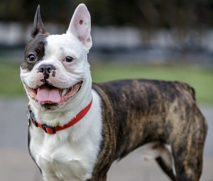 Brooklyn Pup Dog Training