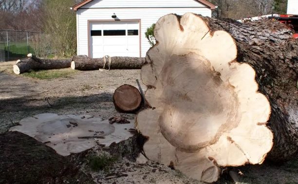 Amazing Tree Services
