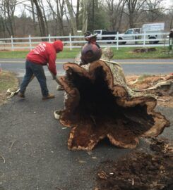 Amazing Tree Services