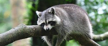 Empire wildlife Pest control