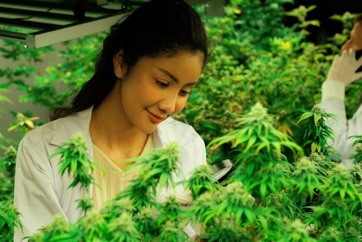 My Florida Green – Medical Marijuana Naples
