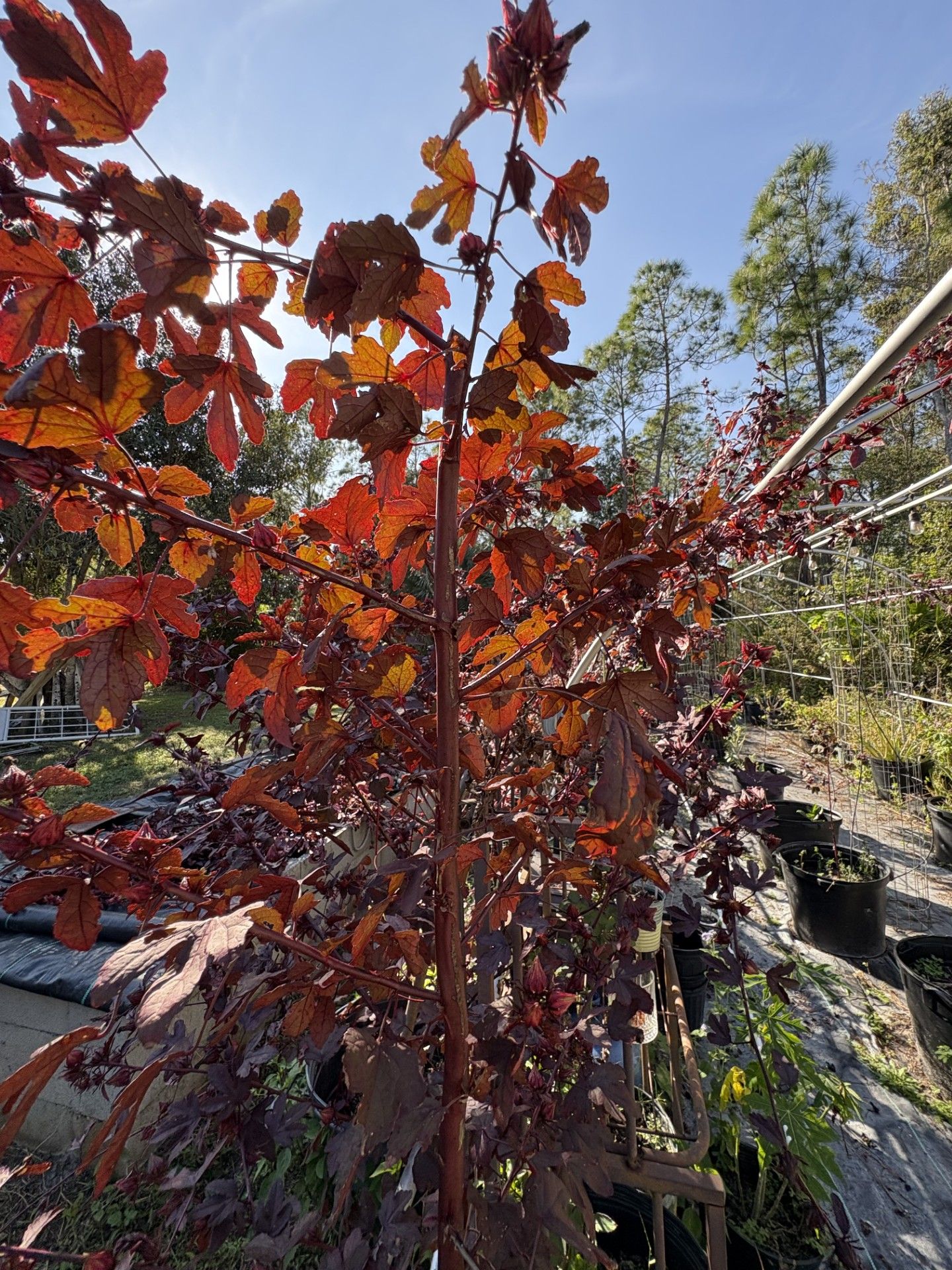 Cranberry Hibiscus Cuttings