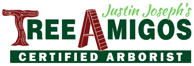 Tree Amigos Tree Service