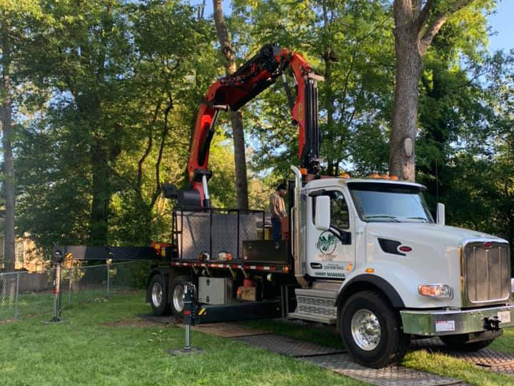 Harper's Tree and Stump Removal