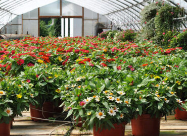 Michigan West Shore Nursery