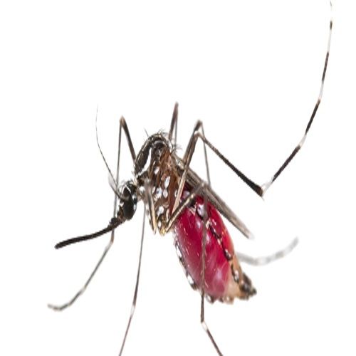 IPest Solutions San Antonio