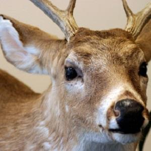 Delta Quest Taxidermy