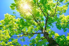 Troy Tree Service Hub