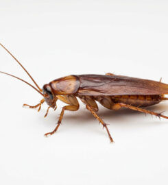 Elite Inspections & Pest Solutions