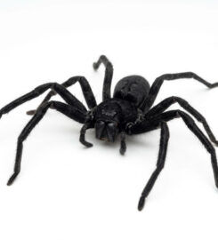 Elite Inspections & Pest Solutions