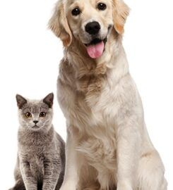 Physio for Pets