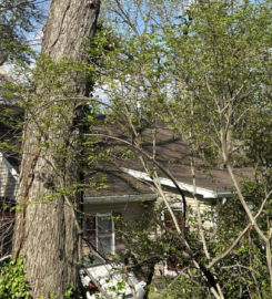 Tree-B-Gone