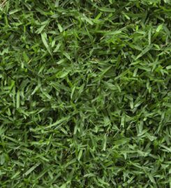 Hi Quality Turf Sydney