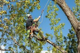 Senske Lawn Care Services – Ogden