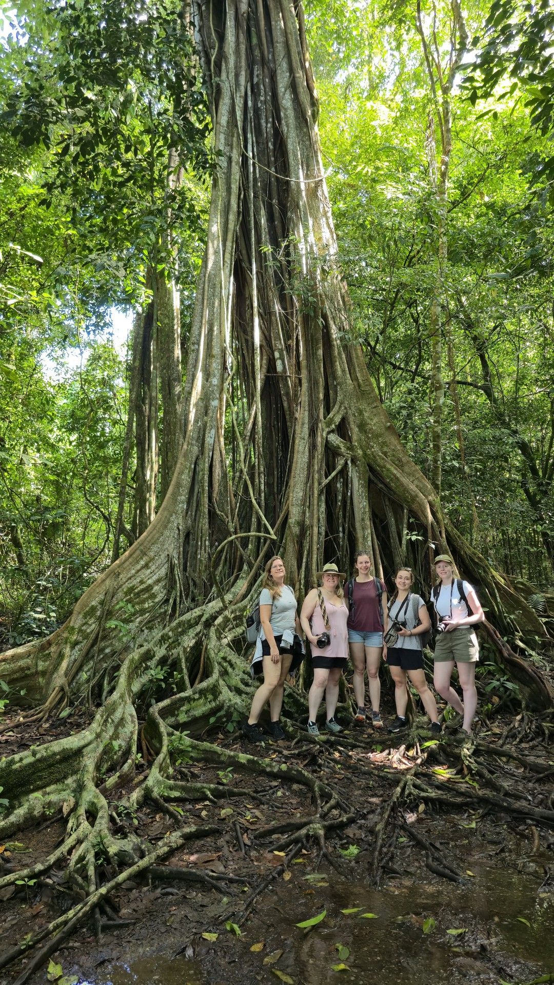 Lush Costa Rican Rainforest Canopy