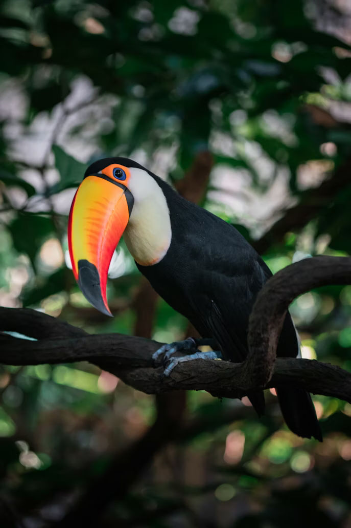 A vibrant toucan with a colorful beak perched on a branch in a tropical forest.