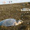 Turtle Nesting Season in Costa Rica: Witness One of Nature's Most Incredible Events