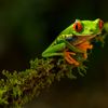 Costa Rica's Biodiversity: Where Every Journey Becomes a Story