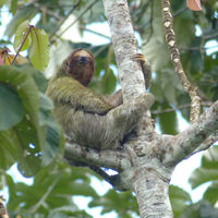 Sloth