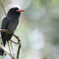 Bird Waching