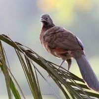 Bird Waching