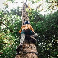 Arboreal- challenge course