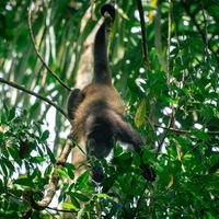 Tucanes Tours- Manuel Antonio National Park