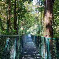 Hanging Bridges Selvatura