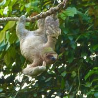 Sloth