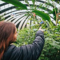 BUTTERFLY GARDEN
