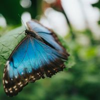 BUTTERFLY GARDEN