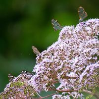 BUTTERFLY GARDEN