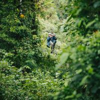 Canopy Tour