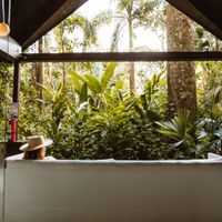 Jungle View