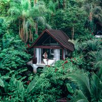 Immersed in the jungle