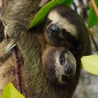 Sloths