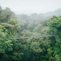 Hanging Bridges
