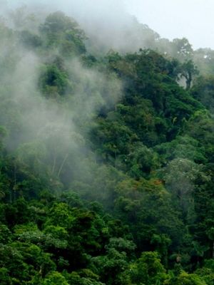 Monteverde Cloud Forest Reserve