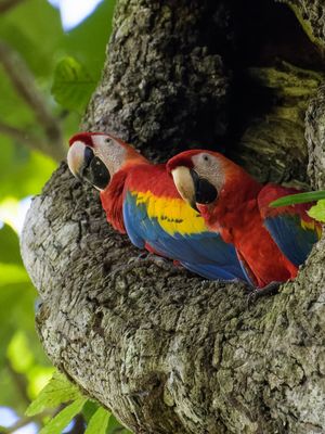 Carara National Park