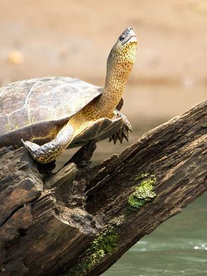 Sarapiqui
