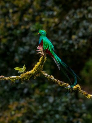 Costa Rica Escape Fly & Drive