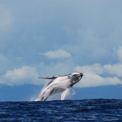 Humpback Whale Season in Costa Rica: One of Nature's Greatest Migrations