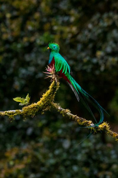 Costa Rica Escape Fly & Drive