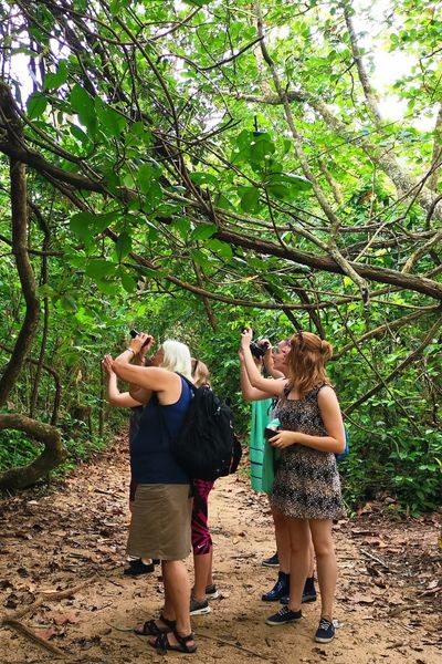 Rain Forest Sounds