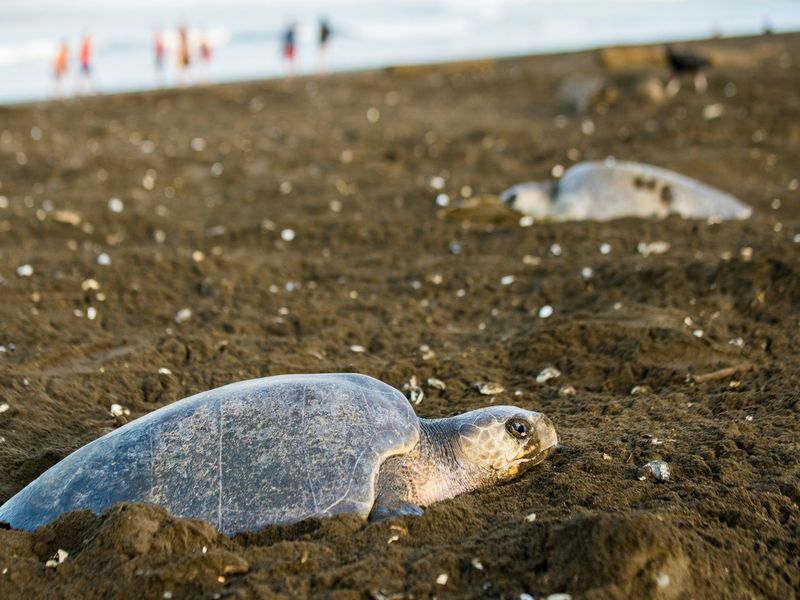 Turtle Nesting Season in Costa Rica: Witness One of Nature's Most Incredible Events