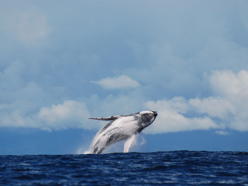Humpback Whale Season in Costa Rica: One of Nature's Greatest Migrations